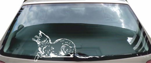 244  Scheibenwedler - Katze